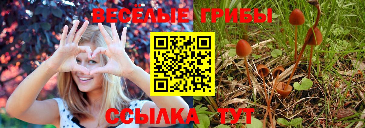 Псилоцибиновые грибы Psilocybine cubensis Донецк